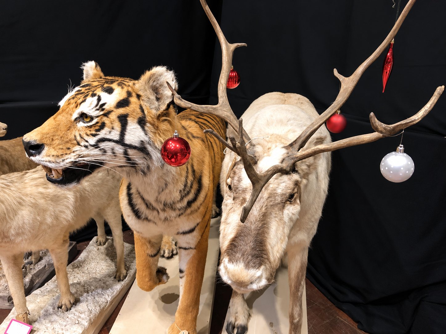 Un tigre et un renne naturalisés devant un rideau noir, ornés de boules de Noël rouges et argentées accrochées aux bois et près de la tête du tigre.